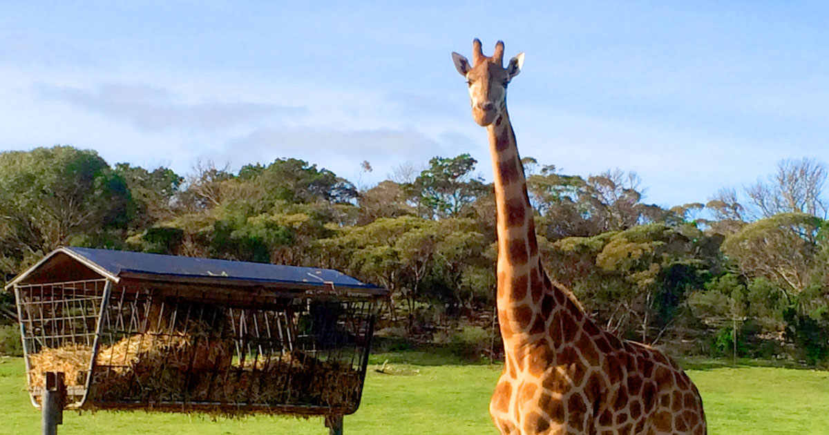 Primal Leadership: If a giraffe could change its spots, should it?